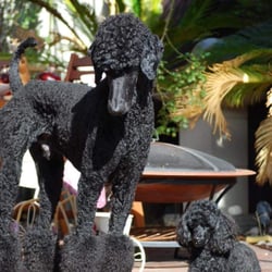 Spa-Bark Dog Grooming