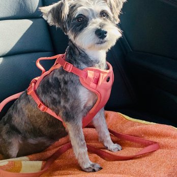 Pets In Style Grooming - Zoey feeling herself - Pet Groomers Near Me - Palmdale, California Pets In Style Grooming - Zoey feeling herself - Pet Groomers Near Me - Palmdale, California