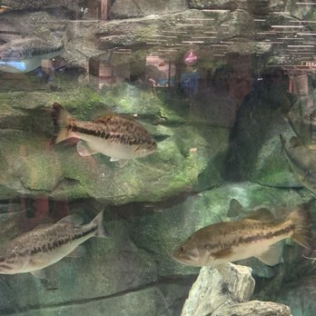 Bass Pro Shops - aqarium - Accessories Near Me - Irvine, California Bass Pro Shops - aqarium - Accessories Near Me - Irvine, California