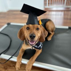 A Dog's Best Friend