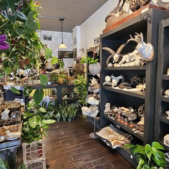 Natural Selection - Taxidermy Near Me - Reno, Nevada