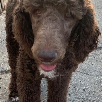 Paw Plaza - Tarzan! Happy to be at Paw Plaza - Pet Training Near Me - Sturbridge, Massachusetts Paw Plaza - Tarzan! Happy to be at Paw Plaza - Pet Training Near Me - Sturbridge, Massachusetts