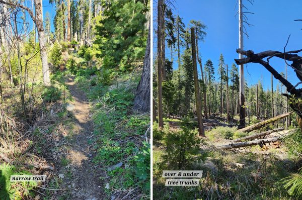 Mariposa Grove by null