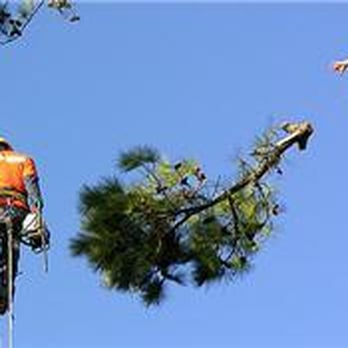 Pine Valley Tree Service - two men trimming a tree - Tree Services Near Me - Kamloops, British Columbia