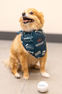 SPLOOT VETERINARY CARE LOGAN SQUARE Updated July 2025 73 Photos SPLOOT VETERINARY CARE LOGAN SQUARE Updated July 2025 73 Photos