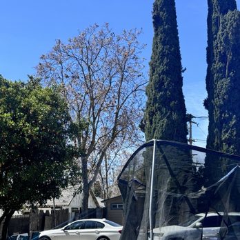 Valdovinos Tree Services - Tree Services Near Me Valdovinos Tree Services - Tree Services Near Me