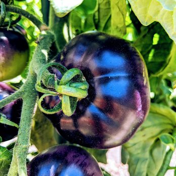 Love Apple Farms - Nurseries & Gardening Near Me - Scotts Valley, California Love Apple Farms - Nurseries & Gardening Near Me - Scotts Valley, California