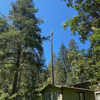 Phoenix Sun Tree Care - Tree Services Near Me - Grants Pass, Oregon Phoenix Sun Tree Care - Tree Services Near Me - Grants Pass, Oregon