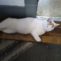 Cat's Cradle - Pudden all relaxed