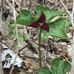 Vassalboro Town Forest Trail - Wild flowers along the trail.