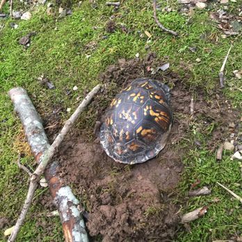 Clarksville Greenway - Turtle - Hiking Near Me - Clarksville, Tennessee Clarksville Greenway - Turtle - Hiking Near Me - Clarksville, Tennessee