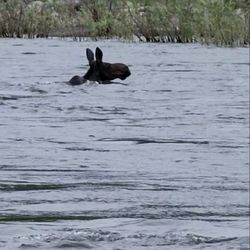 Beamrs Hells Canyon Tours - Moose swimming across the Snake River
