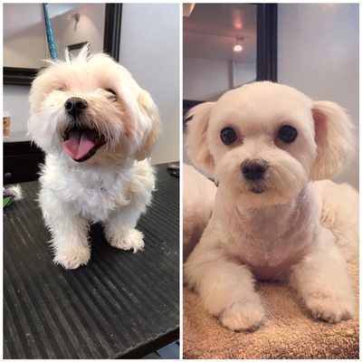 happy trails pet grooming