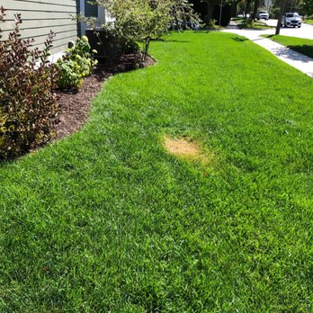 Mr. Duct - Dead spot in the lawn, that didn't appear until several days later, where the vacuum was placed during the service - Heating & Air Conditioning/HVAC Near Me - Lisle, Illinois