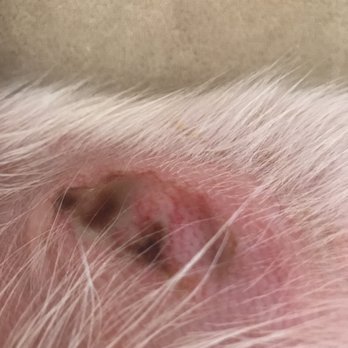 Veterinary Medical Center - Burn - Veterinarians Near Me - Alpharetta, Georgia