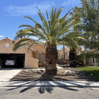 WestCo Tree Service - Canary Palm Tree
After - Tree Services Near Me WestCo Tree Service - Canary Palm Tree
After - Tree Services Near Me