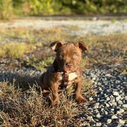 Clayton Veterinary Hospital - Dog