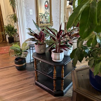 Thea Plant Co - Nurseries & Gardening Near Me - Providence, Rhode Island Thea Plant Co - Nurseries & Gardening Near Me - Providence, Rhode Island
