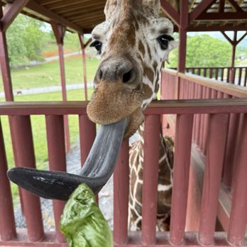Virginia Safari Park - Zoos Near Me - Natural Bridge, Virginia Virginia Safari Park - Zoos Near Me - Natural Bridge, Virginia