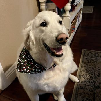 My Dog’s Spaw - Such a handsome boy with his new bandana - Pet Groomers Near Me - Norco, California