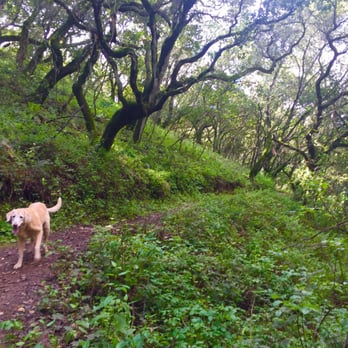 Five Canyons Open Space - Shady, green trails near the creek - Parks Near Me - Hayward, California