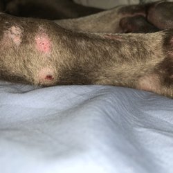 Eastgate Animal Hospital