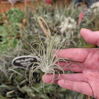 Ontario Plant Show - Air plant - Florists Near Me - Toronto, Ontario Ontario Plant Show - Air plant - Florists Near Me - Toronto, Ontario