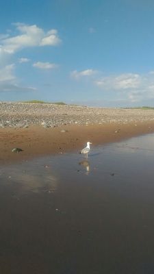 Lawrencetown Beach Provincial Park by null