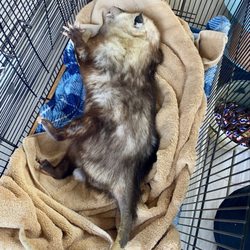 Friends of Texas Wildlife - One eyed Willie