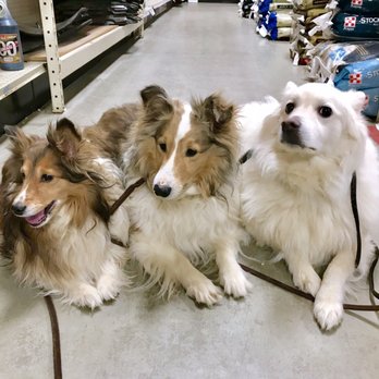 tractor supply dog brush