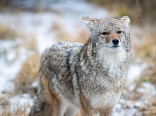 Alaska Wildlife Conservation Center by null