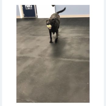 Paws Canine Activity Center - Pet Training Near Me - Lancaster, New York Paws Canine Activity Center - Pet Training Near Me - Lancaster, New York