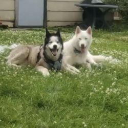Blackberry Veterinary Center - Sonny and Lennon