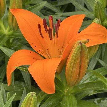 Cheyenne Tree Farms - Nurseries & Gardening Near Me - Beaumont, Alberta
