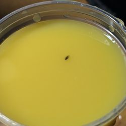McDonald's - Nice bit of protein in my cup.  Lid was on, so it didn't get in there after the restaurant.