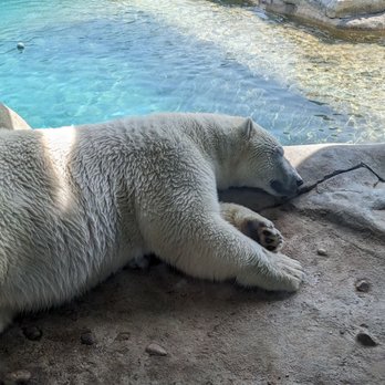 Toronto Zoo - Polar bear - Zoos Near Me - Toronto, Ontario