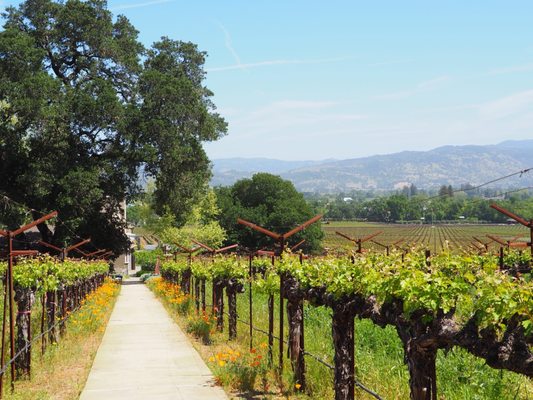 Staglin Family Vineyard by null