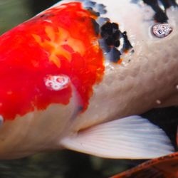 pond and aquarium supplies near me