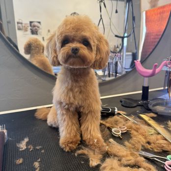 Lnimo - my puppy's second time here - Pet Groomers Near Me - San Mateo , California Lnimo - my puppy's second time here - Pet Groomers Near Me - San Mateo , California
