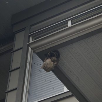 Phantom Pest Control - Vancouver - Starter wasp nest - Pest Control Near Me - Vancouver, British Columbia Phantom Pest Control - Vancouver - Starter wasp nest - Pest Control Near Me - Vancouver, British Columbia