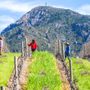 Photo of Peter Michael Winery