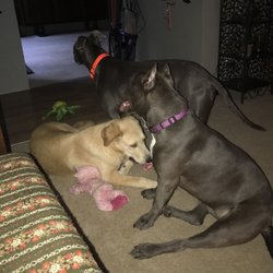 P.U.R.R.R. Rescue - The 3 amigos all PURRRESCUE dogs. I am so grateful for them! Diana makes sure that each dog is a perfect fit you. She takes that extra time!