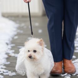 Mary S Roberts Pet Adoption Center