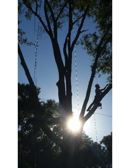 Brooks Tree Service - tree service in Chesapeake, VA