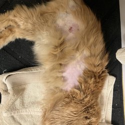 Lexington Pet Clinic - My poor cat after the visit on Friday; then the offered for me to sedate and keep him for a future appointment totaling over $300.