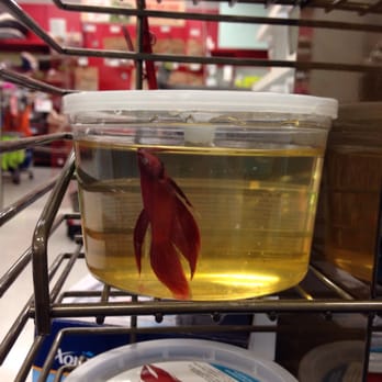 petco fish store