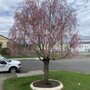 Photo of Gehringer Tree Service