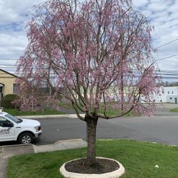 Gehringer Tree Service - Weeping cherry tree blooms again thanks to Bob!!