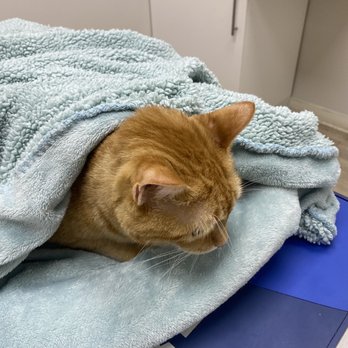 Sunshine Animal Clinic - Veterinarians Near Me - Jacksonville, Florida Sunshine Animal Clinic - Veterinarians Near Me - Jacksonville, Florida