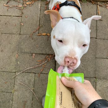 A Canine Affinity - Using the right reinforcement sets our dogs up for success in learning. - Pet Training Near Me